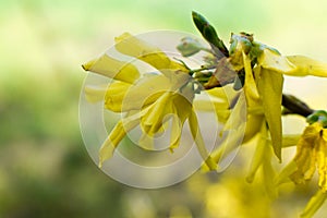 Yellow tree in spring bloom