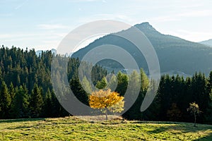 A yellow tree standing alone in front of a forest of fir trees