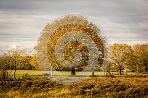 Yellow tree standing in Oude Molen a Dutch town in Drenthe