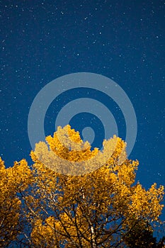 Yellow tree and starry sky at autumn night