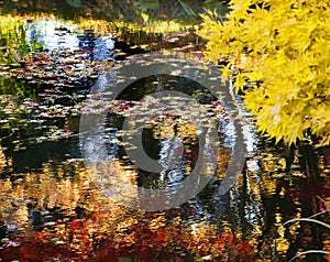 Yellow Tree Water Reflections Van Dusen Gardens photo