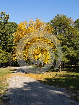Yellow tree in Youth Park, Ruse at autumn,