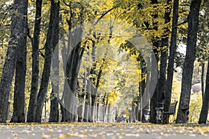 Yellow trees alley in autumn city park