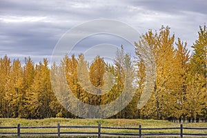 Yellow trees in Autumn.