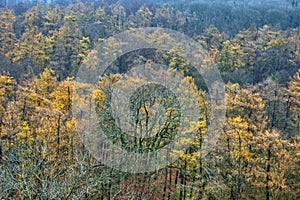 Yellow Trees in Dense Forest
