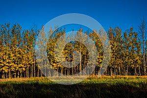 Yellow Trees in the Fall