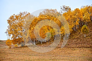 The yellow trees on the grassland