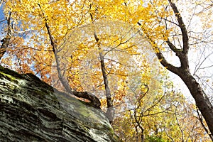Yellow Trees Growing in Rock Ledges