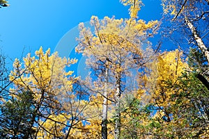 The yellow trees leaves of Changbai mountains