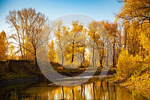 Yellow trees and river and blue sky.