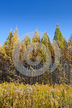 Yellow trees in a row and grass