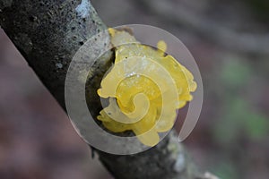 Yellow Tremella Mesenterica Jelly Mushroom photo