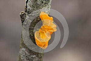Yellow Tremella mesenterica mushroom