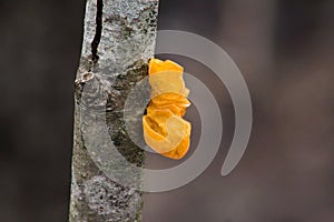 Yellow Tremella mesenterica mushroom photo