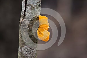 Yellow Tremella mesenterica mushroom