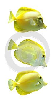 Yellow Trigger fish isolated