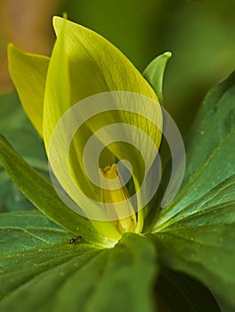 Yellow Trillium