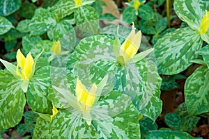 Yellow Trillium photo