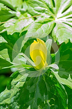 Yellow Trillium and Mayapple Wildflowers