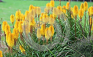 Yellow tritoma flowers photo