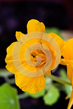 Yellow Tropaeolum majus flowering plant