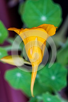 Yellow Tropaeolum majus flowering plant