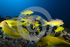 Yellow tropcial fish