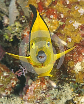 Yellow tropical angelfish, utila, honduras