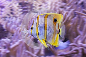 Yellow tropical butterflyfish with white stripes