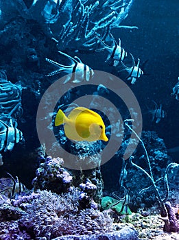 Yellow tropical fish in blue