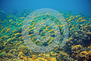 Yellow tropical fish scho. Coral reef underwater photo. Yellow fish shoal. Tropical seashore snorkeling or diving