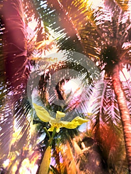 yellow tropical flower bottom view, coconut trees photo