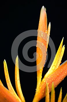 Yellow Tropical Flower With Dew Drop 2