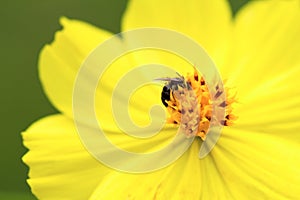 Yellow tropical flower with small fly in center. Flower stamen and petals macro photo.