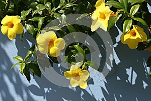 Yellow tropical flowers