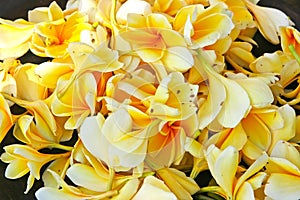 Yellow tropical flowers