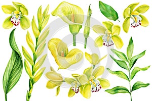 Yellow tropical flowers, callas, orchids, bromeliad. Watercolor botanical illustration on isolated white background