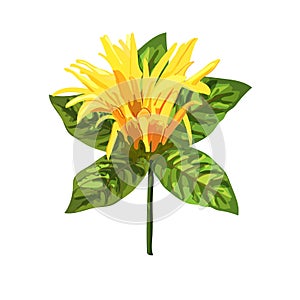Yellow tropical plant. Mexican Honeysuckle, Orange Plume flower.