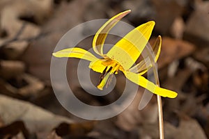Yellow Trout Lily - Erythronium americanum