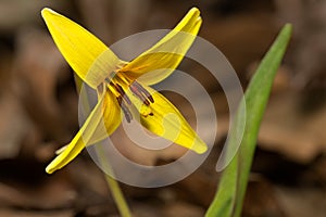 Yellow Trout Lily - Erythronium americanum