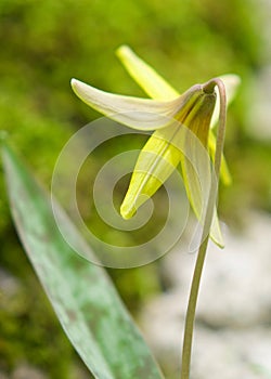 Yellow Trout Lily - native wildflower