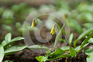 Yellow Trout Lily - native wildflower