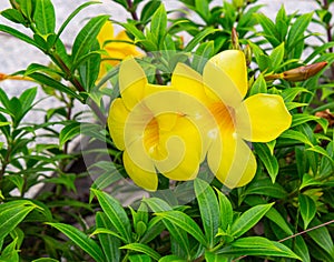 Yellow trumpet flower Allamanda Cathartica on the grounds of St. Paul`s Cathedral Abidjan Ivory Coast.