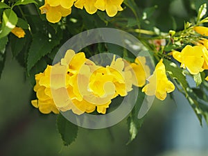 Yellow trumpet flower, ellow elder, Trumpetbush, Tecoma stans blurred of background beautiful in nature Flowering into a bouquet o