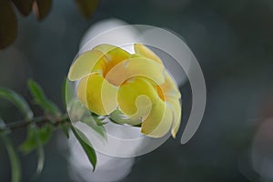 Yellow trumpet-flowers Yellow elder, Trumpetbush, Trumpetflower, Yellow trumpetbushon a blurred background