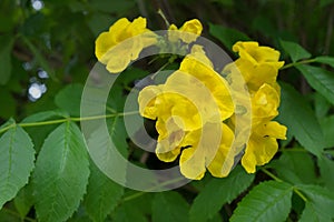 Yellow trumpetbush