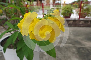 Yellow trumpetbush flower or Tecoma stans