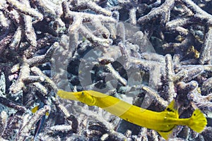 Yellow trumpetfish