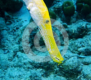 Yellow Trumpetfish