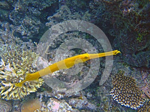 Yellow trumpetfish, Maldives